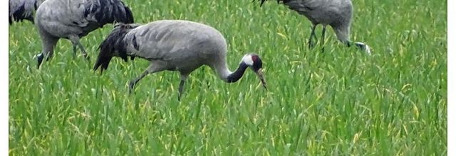 Grues cendrées réserve d'Arjuzanx 2016