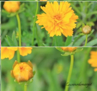 Des fleurs au jardin