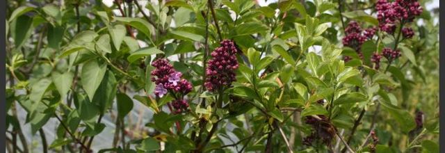 Pâques fleuri