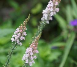 linaria purpurea
