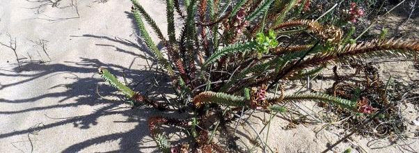 Belle ... plante