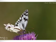 Échiquier de l'Ibérie - Melanargia lachesis - Nymphalidae
