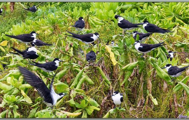 Sternes fuligineuses (Onychoprion fuscatus) - Bird Island - Seychelles