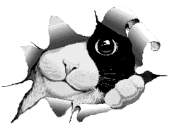 ZEBU CHATON A UNE GRANDE NOUVELLE A VOUS ANNONCER