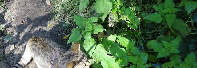 Dimanche c'est chat
