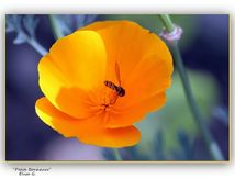  Jaune ... comme un soleil !