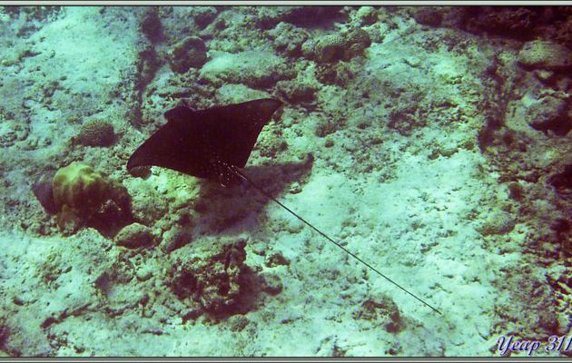 Raie aigle ou léopard (Aetobatus narinari) - Anse Soleil - Mahé - Seychelles