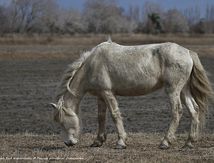 Cheval de Camargue