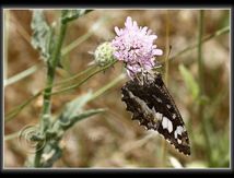 Silène (Brintesia circe) - Nymphalidae