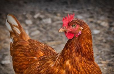 EB - Adopteriez vous deux poules ?