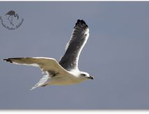Goéland leucophée - Larus michahellis