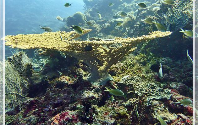 Corail tabulaire et Poissons-demoiselles chromis - Petit Castor - Tsarabanjina - Mitsio - Madagascar