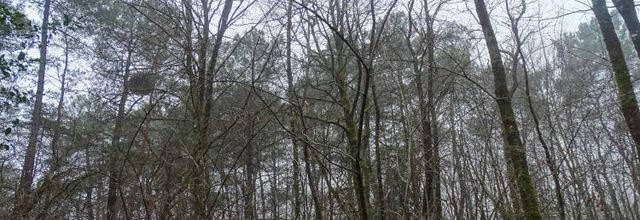 Balade en forêt la suite