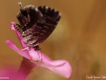 Brun du pélargonium (Cacyreus marshalli) - Lycaenidae