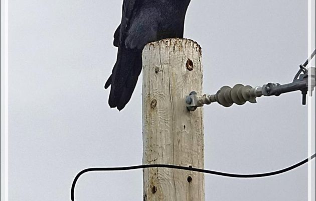 Grand Corbeau, Northern Raven (Corvus corax) - Pond Inlet - Baffin Island - Nunavut - Canada