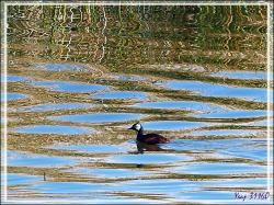 Quelques oiseaux observés sur le lac Titicaca - Pérou