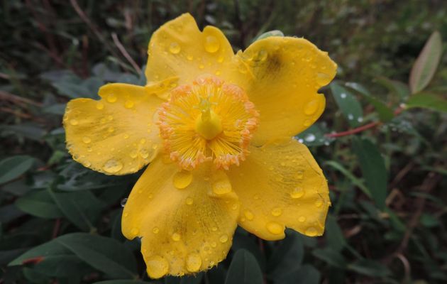 ma fleur de millepertuis dans le jardin