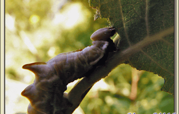 Faune des Pyrénées (Images de mon ancien blog, année 2009)
