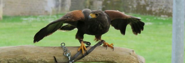 un rapace à Blaye (33)