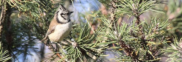 Nourrir les oiseaux l'hiver ?
