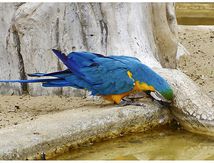 Ara bleu