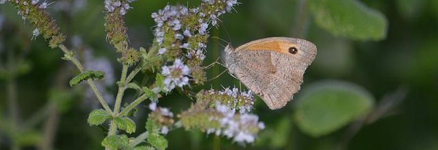 Rambouillet : Octobre : Les derniers papillons