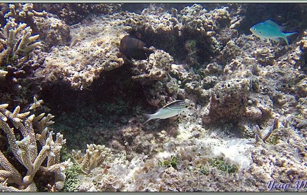 Happeur à deux lignes, Brème de mer à écharpe, Scolopsis à deux lignes, Mamila griffée (Scolopsis bilineata) - Athuruga - Atoll d'Ari - Maldives