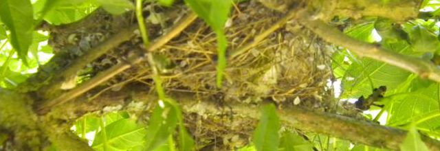 NID D'OISEAUX DANS JARDIN