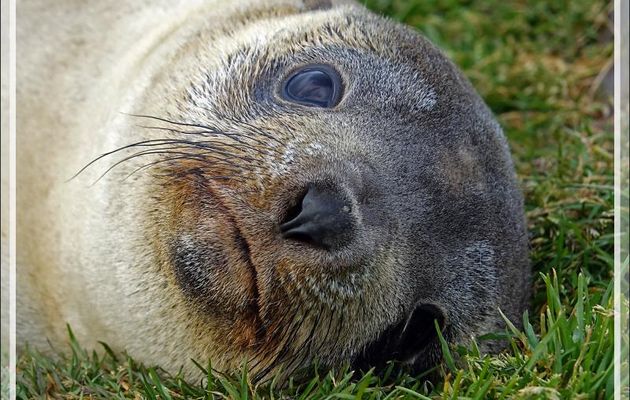 Comparaison entre une Otarie à fourrure antarctique (ou de Kerguelen) et un jeune Éléphant de mer du sud (Mirounga leonina) - Saint Andrews Bay - Géorgie du Sud
