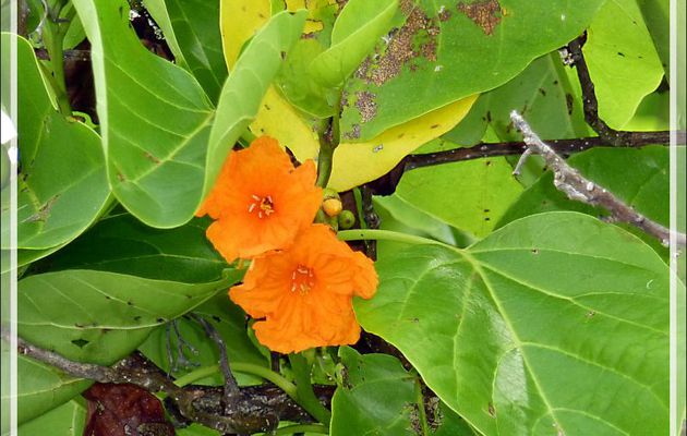 Deux dernières petites fleurs : Noyer d'océanie ou faux-ébène (Cordia subcordata) et Manioc bord de mer (Scaevola taccada) - Moofushi - Atoll d'Ari - Maldives