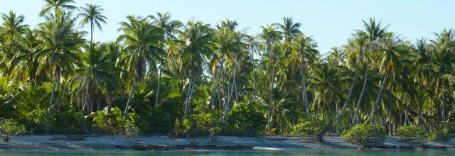la noix de coco