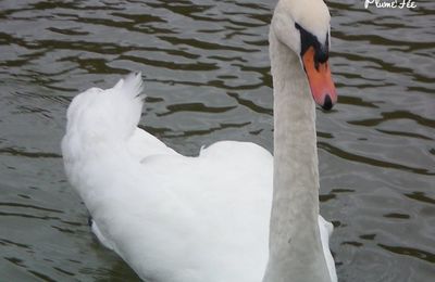 Le Poème du Mardi : Sully Prudhomme, Le Cygne
