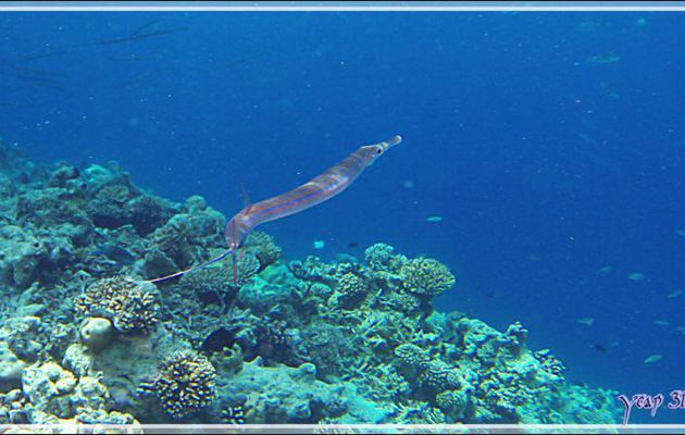 Poisson flûte, Bluespotted cornetfish (Fistularia commersonii) et Carangue bleue, Bluefin trevally (Caranx melampygus) en bordure du tombant - Athuruga - Atoll d'Ari - Maldives