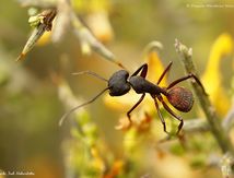 Fourmi Camponotus cruentatus