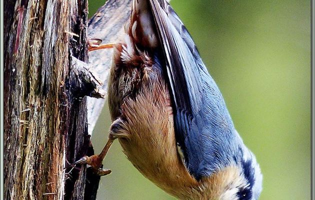 Sittelle torchepot (Sitta europaea) - Lartigau - Milhas - 31