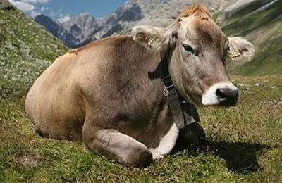 Une superbe vache....
