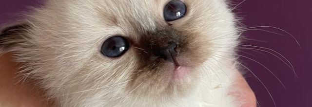 Chat pousse !