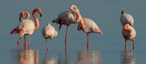 500 œufs de flamants roses perdus à cause d'un tournage de film