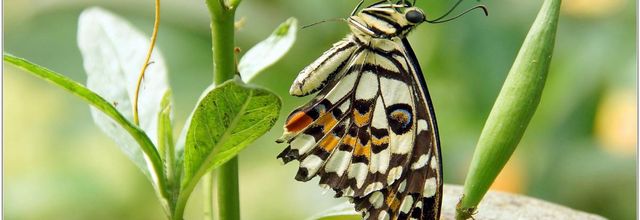 Voilier Echiquier (1) - Papilio demoleus