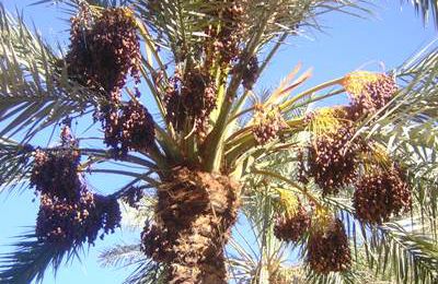 Ouargla (Algérie): destination touristique à découvrir