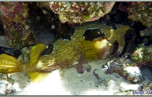 Un petit tour sous l'eau à Anse Source d'Argent : Diodon ou poisson porc-épic à taches auréolées - La Digue - Seychelles