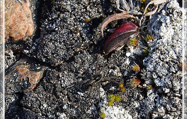 Pour vivre heureuses, vivons en tenue de camouflage : Araignée-loup (Lycose) - Fjord Bowdoin - Région de Qaanaaq - Groenland