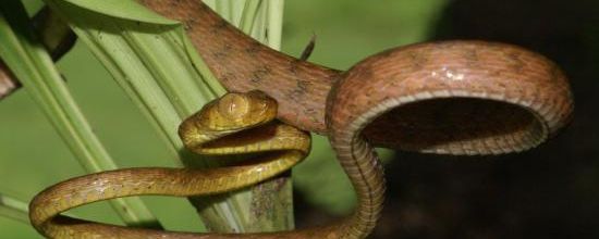 Imantodes inornatus