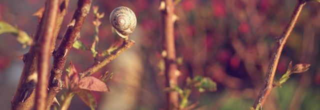 Escargot