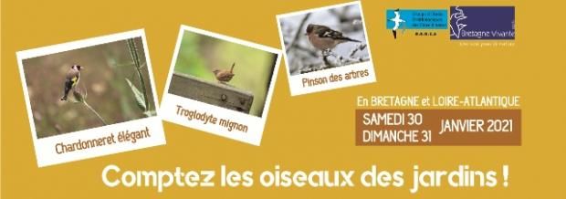 En janvier, c'est le temps de compter les oiseaux !