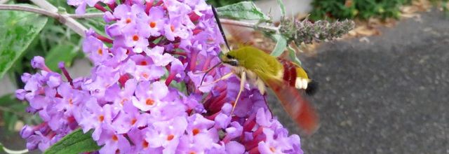 un sphinx-gazé ou ...