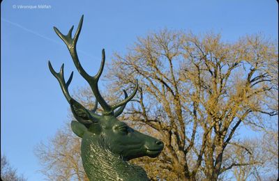 Le seigneur de la forêt de Rambouillet : Le cerf