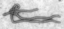 Le virus Ebola-Reston découvert chez des porcs