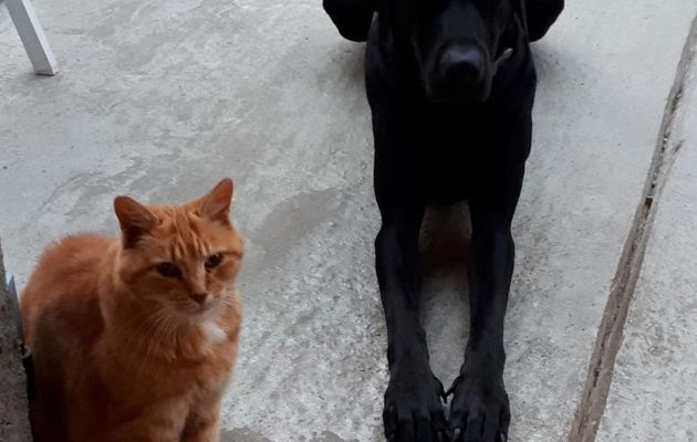 Comme chien et chat