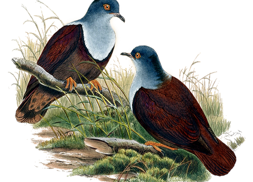 Des oiseaux 